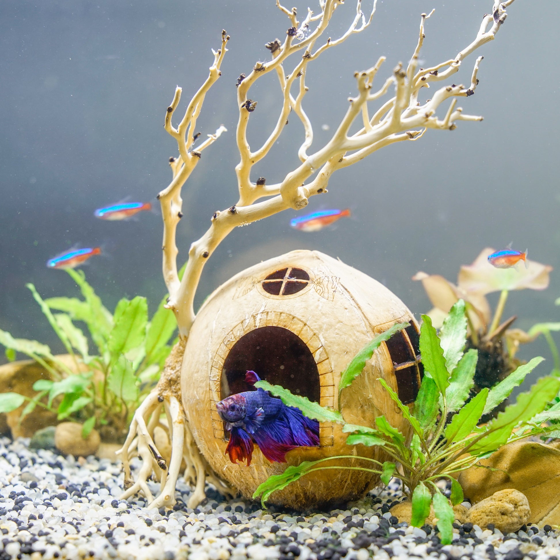 Coconut Shell Cave With Driftwood Bonsai Aquarium Cave, Fish Hide Cave, Cichlid Cave, Betta Fish Cave, Shrimp Cave, Cloves Cave, Aquarium Decoration