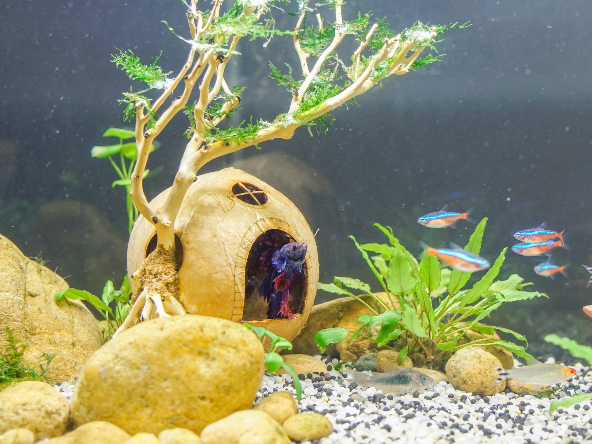 Coconut Shell Cave With Driftwood Bonsai Aquarium Cave, Fish Hide Cave, Cichlid Cave, Betta Fish Cave, Shrimp Cave, Cloves Cave, Aquarium Decoration